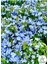 Sarmaşık Mavi Yasemin Fidanı 30 - 60 cm (Blue Jasmine) 2