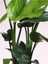 Starliçe (Strelitzia Reginae) Cennet Kuşu Bitkisi 50 - 70 cm Salon Çiçeği 4