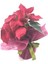 Atatürk Çiçeği Ponsetya Poinsettia & Saksıda Hediyelik Canlı Çiçek 2