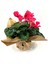 Pembe Cyclamen Sıklamen Saksı Çiçeği 35 cm Çiçekli Bodur Bitki 2