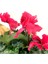 Pembe Cyclamen Sıklamen Saksı Çiçeği 35 cm Çiçekli Bodur Bitki 4