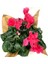 Pembe Cyclamen Sıklamen Saksı Çiçeği 35 cm Çiçekli Bodur Bitki 5