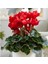 Kırmızı Sıklamen Çiçeği 3 Adet Cyclamen 1