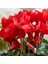 Kırmızı Sıklamen Çiçeği 3 Adet Cyclamen 3