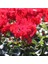 Kırmızı Sıklamen Çiçeği 3 Adet Cyclamen 5