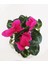 Sıklamen Çiçeği - Cyclamen 20-30 cm Hediyelik Bitki 1