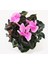 Sıklamen Çiçeği - Cyclamen 20-30 cm Hediyelik Bitki 2