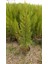 Limoni Servi (Cupressus Macrocarpa Goldcrest) 50-70 cm 5 Adet 2