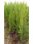 Limoni Servi (Cupressus Macrocarpa Goldcrest) 50-70 cm 5 Adet 4