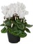 Canlı Saksılı Beyaz Sıklamen Çiçeği Fidanı Hediyelik Bitki 1