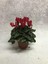 Siklamen (Tavşan Kulağı) Mini Kırmızı Cyclamen 1