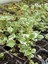 Alacalı Aromatik Kokulu (Plectranthus Forsteri) Çiçeği 1