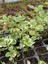 Alacalı Aromatik Kokulu (Plectranthus Forsteri) Çiçeği 2