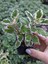 Alacalı Aromatik Kokulu (Plectranthus Forsteri) Çiçeği 3