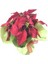 Atatürk Çiçeği Ponsetya Poinsettia Saksıda Lik Canlı Çiçek 3