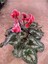 Kırmızı Acem Sıklamen / Tavşan Kulağı / Cyclamen 1