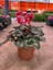 Kırmızı Acem Sıklamen / Tavşan Kulağı / Cyclamen 2