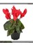 Kırmızı Acem Sıklamen / Tavşan Kulağı / Cyclamen 4