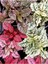 Hostes Çiçeği Beyaz Renk 1 Adet Saksılı 10-15CM (Hypoestes) 1