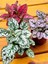 Hostes Çiçeği Beyaz Renk 1 Adet Saksılı 10-15CM (Hypoestes) 2