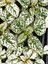 Hostes Çiçeği Beyaz Renk 1 Adet Saksılı 10-15CM (Hypoestes) 3