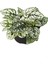 Hostes Çiçeği Beyaz Renk 1 Adet Saksılı 10-15CM (Hypoestes) 4