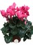 Cyclamen Sıklamen Çiçeği Pembe Ev Bitkisi Saksı Çiçekleri Hediyelik Çiçek 1
