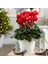 Siklamen Çiçeği Kırmızı Dekoratif Cyclamen 1