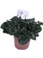 Cyclamen Persicum Saksı'da Beyaz Renk ( Iran Siklameni) Hediyelik Çiçek 1