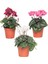 Sıklamen - Cyclamen Mini Boy 2 Adet 2