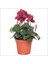 Sıklamen - Cyclamen Mini Boy 2 Adet 4