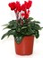 Saksılı Midi Boy Koyu Kırmızı Siklamen Çiçeği 20 cm Hediyelik Çiçek 4