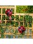 Solar Ladybug Bahçe Dekoru Dış Mekan Işıkları Su Geçirmez LED Bahçe Veranda Peyzaj A (Yurt Dışından) 5