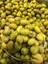 Taş Kırma Yeşil Zeytin 1