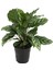 - Calathea Concinna 'Freddie' (Dua Çiçeği) 1