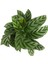 - Calathea Concinna 'Freddie' (Dua Çiçeği) 2