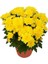 Canlı Buğday Sarı Kasımpatı Çiçeği Krizantem Chrysanthemum 10-20 cm 1