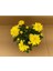 Canlı Buğday Sarı Kasımpatı Çiçeği Krizantem Chrysanthemum 10-20 cm 2