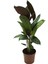 - Calathea Majestica 'Exotica' (Dua Çiçeği) 1