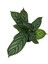 - Calathea Majestica 'Exotica' (Dua Çiçeği) 2