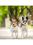 Iki Büyük Köpek Için Çift Tasma Bağlayıcı Ayarlanabilir Naylon Ayırıcı (Yurt Dışından) 5