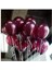 Bordo 30 Adet Metalik Balon Büyük Boy 30 cm 1