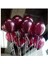 Bordo 20 Adet Metalik Balon Büyük Boy 30 cm 1