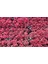 Çingene Şalvarı 3 Adet - Pembe Süs Bitkisi - Iresine Herbstii 2