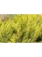 Limoni Servi - Aşılı Ve Sarı Çit Bitkisi - 30 Adet Paket 4