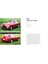 Dream In Red - Ferrari By Maggi & Maggi: A Photographic Journey Through The Finest Cars Ever Made 4
