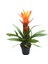 - Guzmania Lingulata 'Orange' (Guzmanya) 1