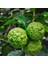 Nadir Bulunan 3 Yaş Tüplü Kaffir Lime Limon Boy 120-150 cm 1