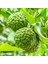 Nadir Bulunan 3 Yaş Tüplü Kaffir Lime Limon Boy 120-150 cm 2