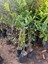 Nadir Bulunan 3 Yaş Tüplü Kaffir Lime Limon Boy 120-150 cm 3
